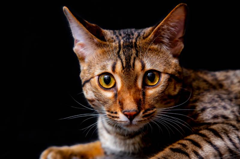An F5 Savannah Cat